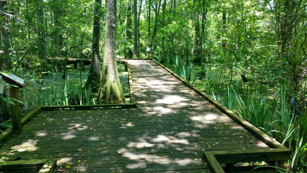 Black Swamp boardwalk at Burden Museum and Gardens